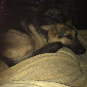 Meet your Posher, Allison